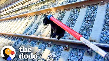 Kitten Saved From Train Tracks With Minutes To Spare | The Dodo