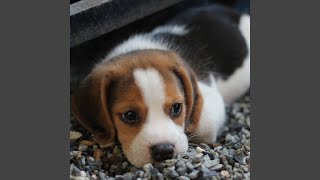 Relaxed Canine Rainy Notes