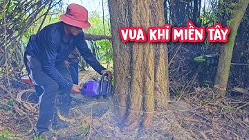 Rùng mình !!! Vua Khỉ cưa hạ gốc nhiều cây Tràm Bông Vàng ở khu vườn bỏ hoang nhiều năm.