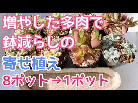多肉植物　ミニ寄せ植え　黒のビニールポットごとで発送です vlog306】【多肉植物】増やした多肉で寄せ植え🍀増え続ける