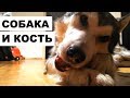 Собака и кость: маламут грызет копыто (AMSR видео)