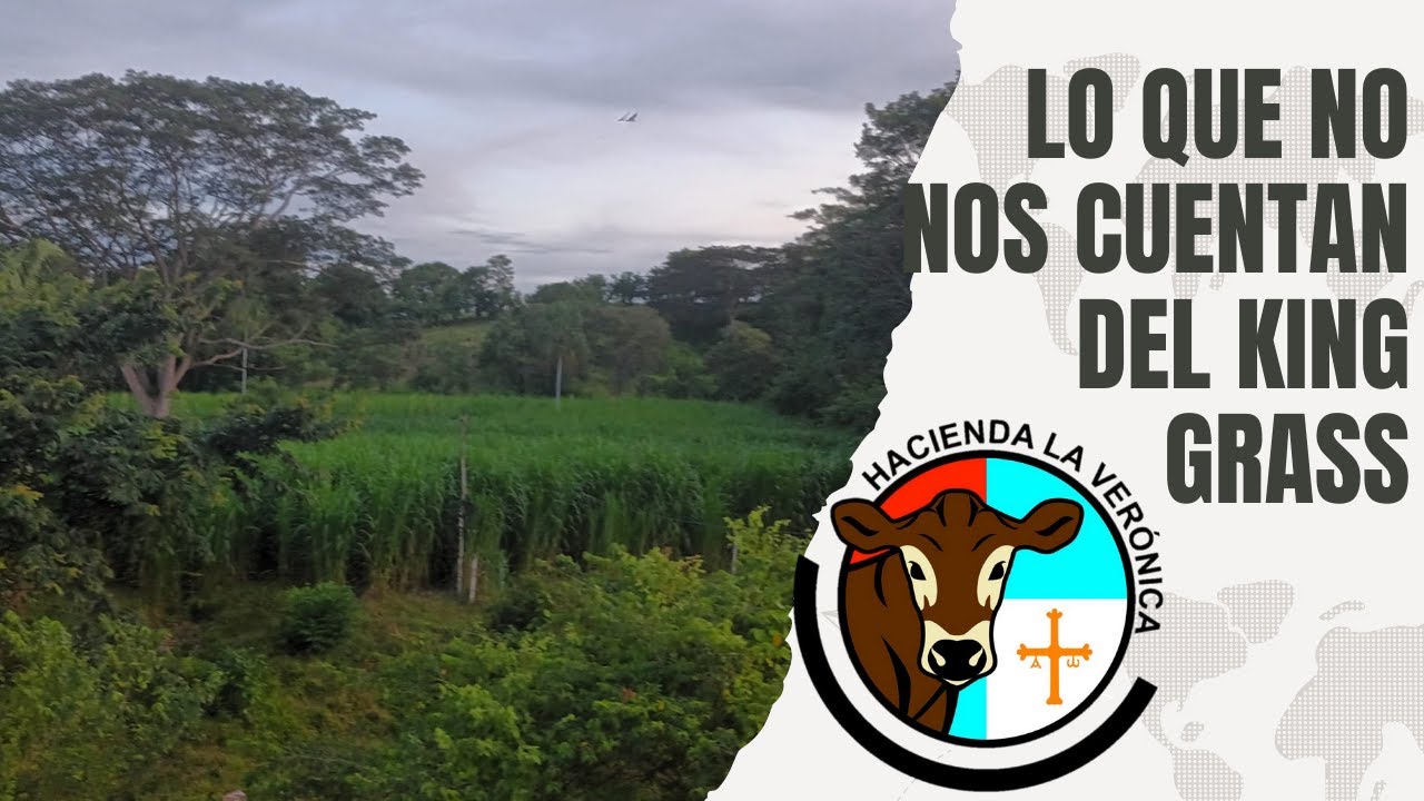 LO QUE NO TE CUENTAN DEL KING GRASS