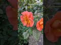 Пресвятая Богородица спаси нас!#семья#вера#православие#russia