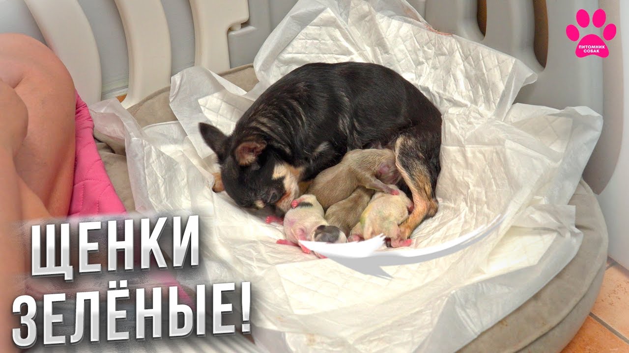 Эти роды у собаки запомнятся надолго! Роды у чихуаха.