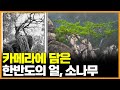 남북한 산의 소나무를 사진에 담는다 [통일전망대]