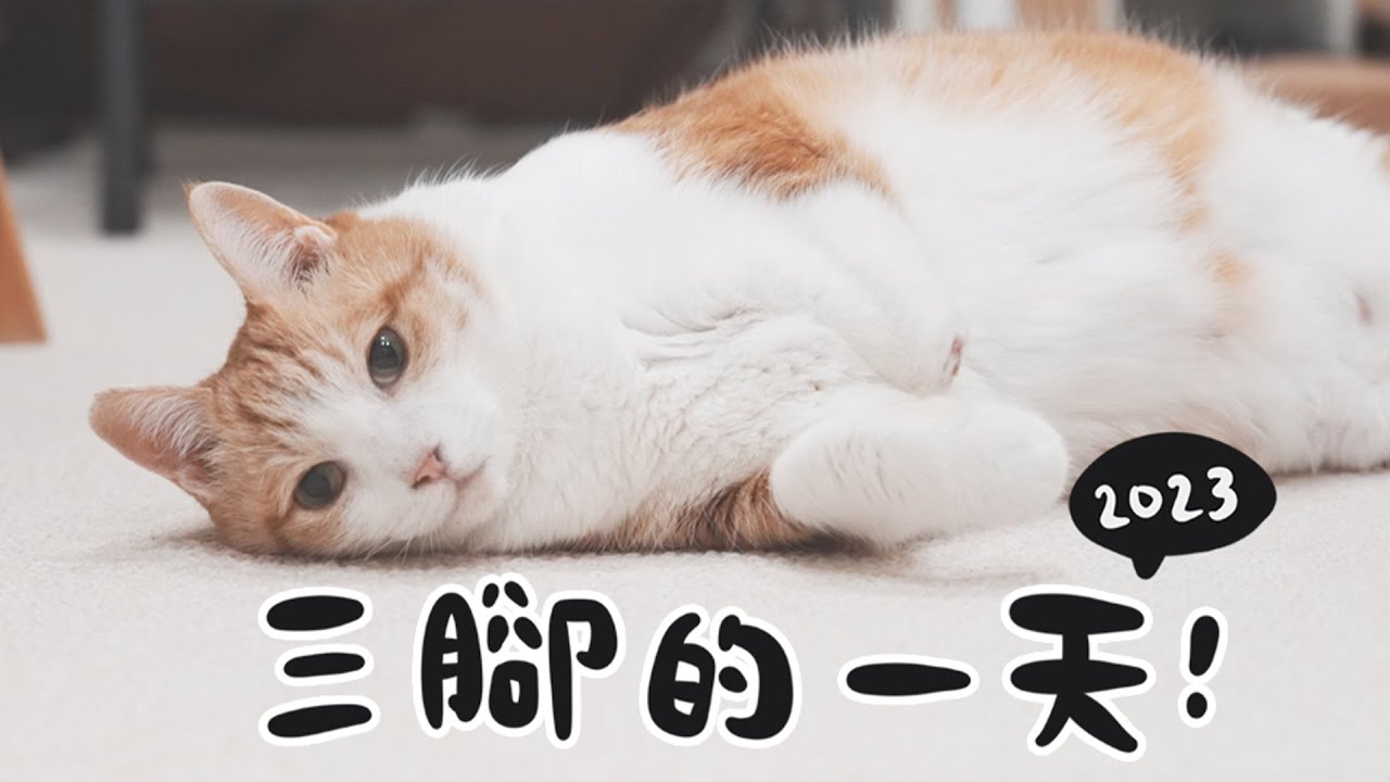 【黃阿瑪的後宮生活】2023三腳的一天！