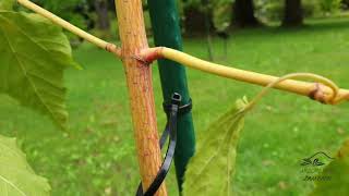 Acer pensylvanicum 'Erythrocladum' javor pensylvánský 'Erythrocladum'