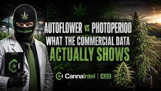 Autoflower vs Photoperiod  What the Commercial Data Actually Shows