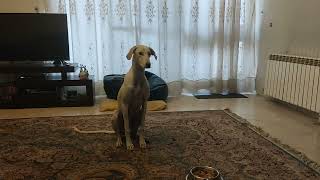 persiansighthound in Iran by Persian greyhound Saluki 432 views 3 months ago 19 seconds