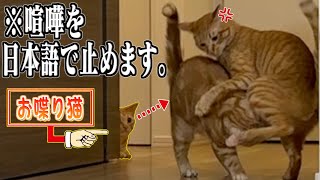 【天才】兄弟猫が喧嘩を始めるとすぐに止めに入る”おしゃべり猫”