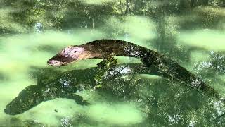 Cleaning Dino’s pond and sanctuary vlog!