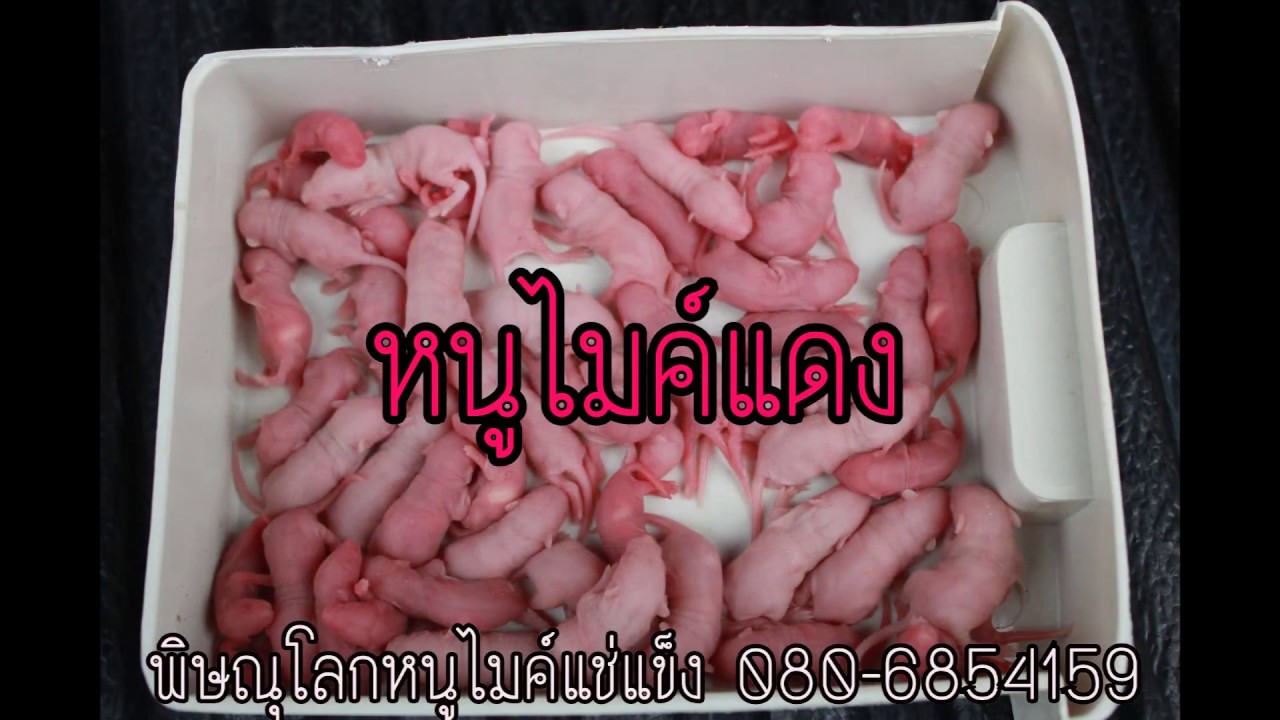 animal and man ▶หนูไมค์แดง 300 ตัว (หนูไมค์ หนูASF) [ Seventeen Farm ]