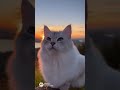 Котик и мысли о прекрасном #cat #love #любовь