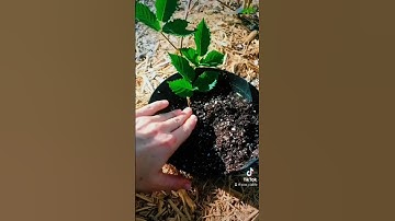 Tip Layer Blackberry Plant #propagation  #Tiplayer #Gardening #Blackberry #Fyp