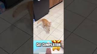 Another cat compilation #funny #cat #catcat #funnyvideo #catshorts