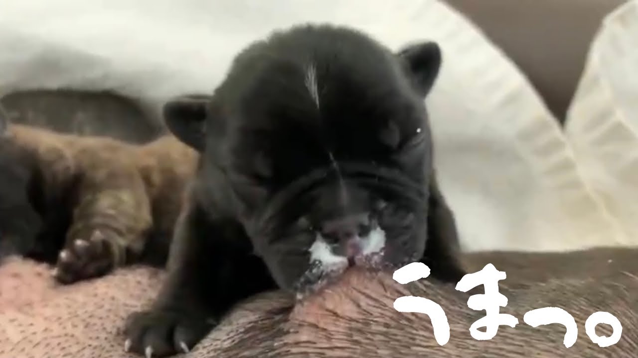 【激カワ】一生懸命におっぱいを飲んでいるのに鼻から出てしまう子犬【フレンチブルドッグ frenchbulldog】