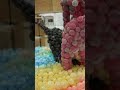 4893 何か🐱チャー
