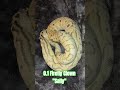 0.1 Firefly Clown "Sally" #firefly #clown #fire #pastel #sally #ballpython #cute #cutebaby #cutie