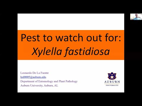 Video: Liječenje Xylella marelice: Kako spriječiti oštećenje bolesti lažne breskve
