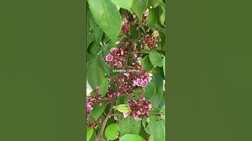 Carambola - Start fruit flower_Hoa khế