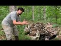 The Timber Rattlesnake is NOT Aggressive!