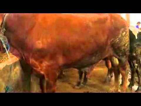 Sapi Kurban Cipelang farm 2014 id : F27 R72 A - YouTube