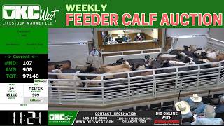 OKC WEST LIVESTOCK MARKET | 6,500 Head Massive Wednesday Feeder Run | 4.29.26