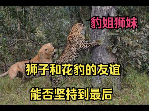 狮子与花豹竟然成为朋友，跨越物种的友谊能否坚持到最后