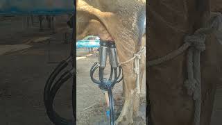Automatic Cow Milking Machine Demo 💪 #shorts​ #dairyherd​ #farming​ #dairyfarming​ #cow​ #milk​