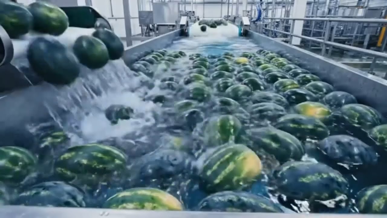 Inside the watermelon 🍉 factory 🏭