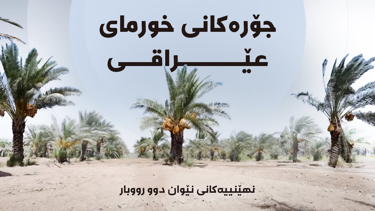 نهێنییەکانی نێوان دوو رووبار - جۆرەکانی خورمای عێراقی