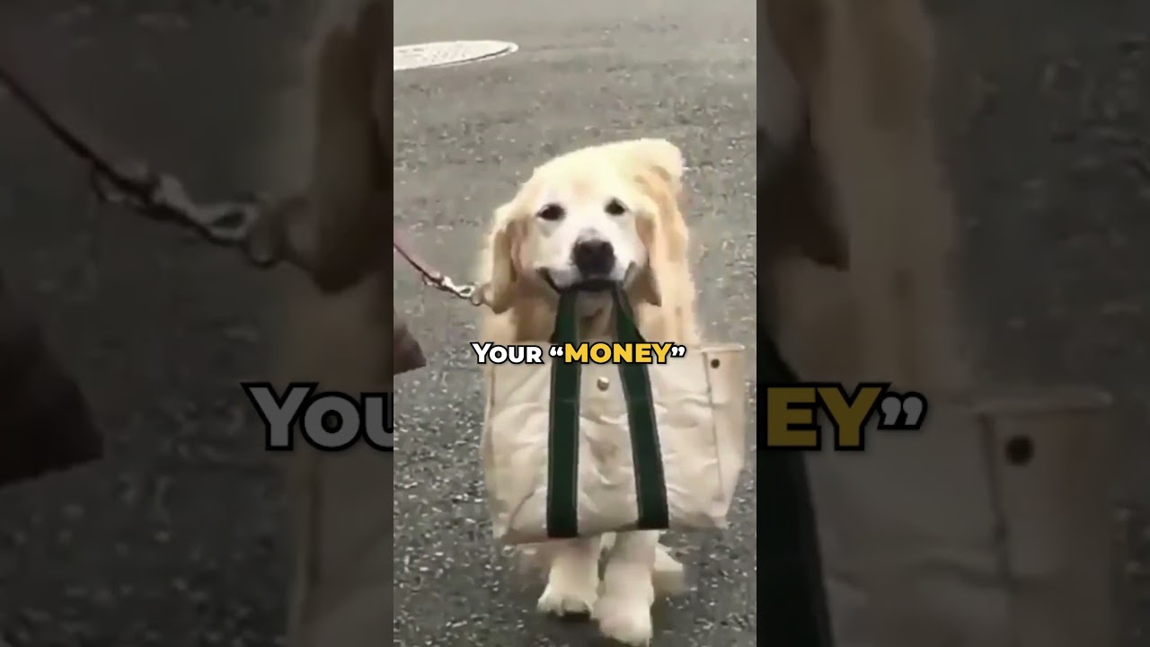 Things you give up when you get a golden retriever🐶✅ #goldenretriever #dogshorts