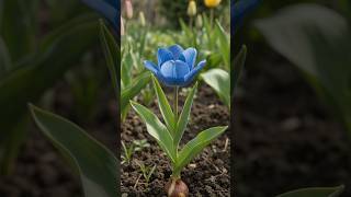 💙 Blue Tulip Timelapse: Seed to Full Bloom!
