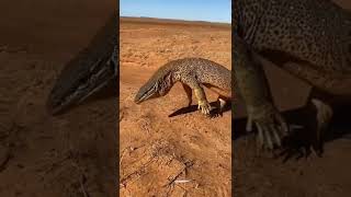 سحلية صحراوية desert lizard