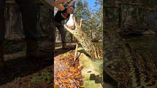 Crocodile training #crocodile #animals #croc #animals