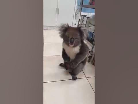 КОАЛА ИСтошНО кРИЧИТ🐨KOALA SCREAM🐨 - YouTube