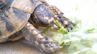 Turtle eats cabbage leaves