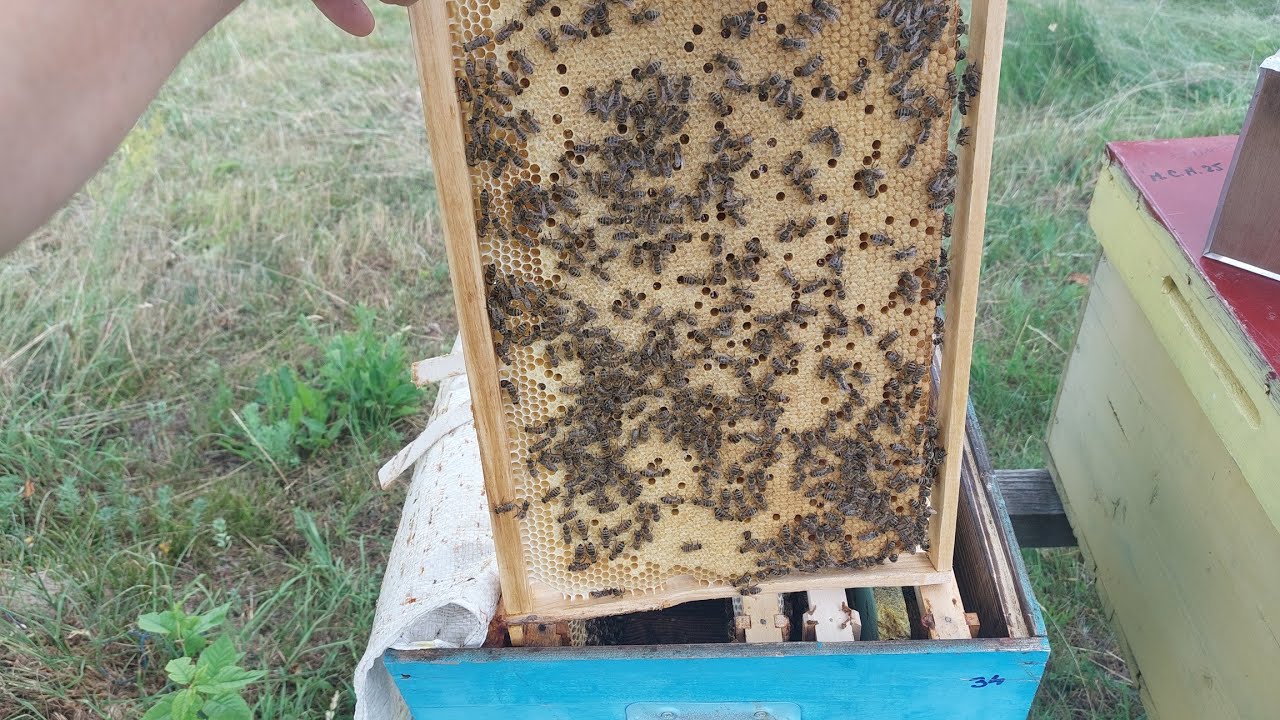 16 iul 25 - Evolutia primelor roiuri (de la o rama), diferenta intre cel din FS si cei de acasa.