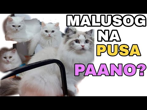 Video: Paano Nagiging Paboritong Alagang Hayop Ang Mga Cats