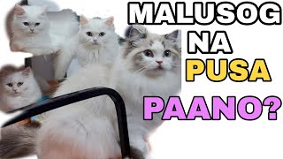 PAANO MAGING MALUSOG ANG ALAGANG PUSA | TIPS ON HOW TO TAKE CARE OF YOUR CATS