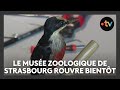 Ref:bV86GSowlg8 L'iconique mus�e zoologique de strasbourg se pr�pare pour sa r�ouverture