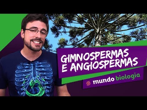 Vídeo: Existem diferenças entre os cones das coníferas masculinas e os cones das coníferas femininas?