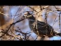 Рябчик Tetrastes bonasia L. / Hazel Grouse