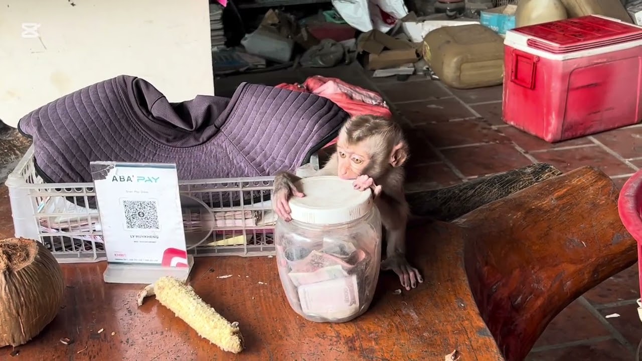 Mary is naughty #monkey  #animals  #asmr