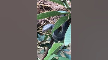 Tay không bắt rắn #kingsnake #cobra #snake #shortvideo