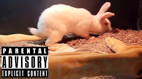 Burmese Python Live Feeding!  RKO Outta No Where!   Documentary Video