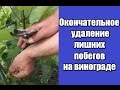 Удаление лишних побегов на винограде , окончательное.