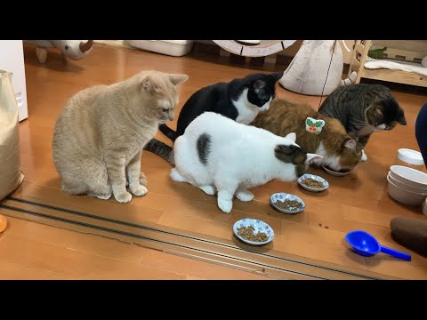 夜な夜なご飯を漁る猫