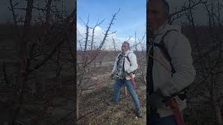 Bodur Elmadağ El Çabukluğu