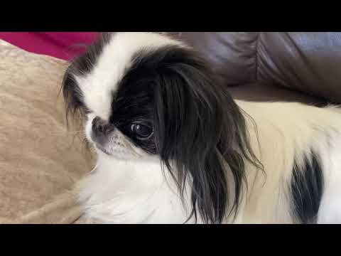 japanese chin dogs 101